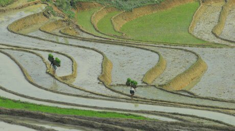 bản Tả Van - Sapa