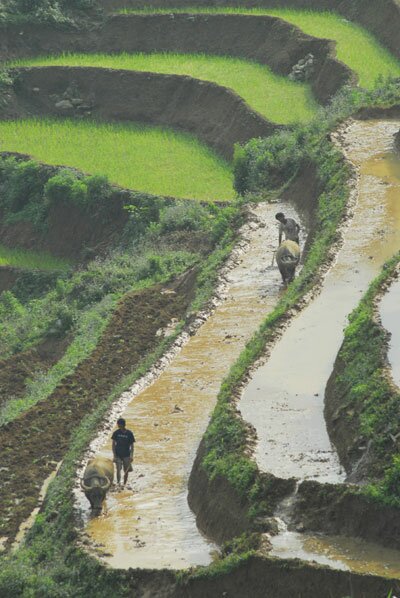 Bản Tả Van - Sapa